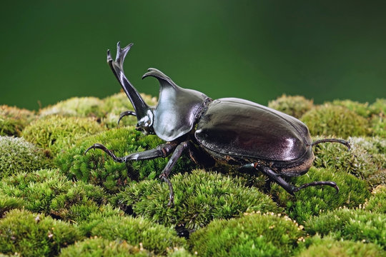 รูปภาพKabuto – เลือกดูภาพถ่ายสต็อก เวกเตอร์ และวิดีโอ18,259 | Adobe Stock