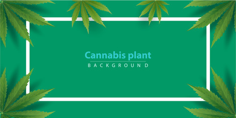 Fototapeta premium Marijuana plant and cannabis on green background.