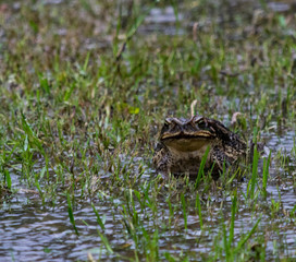 Sapo bajo la lluvia