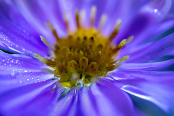 flower closeup