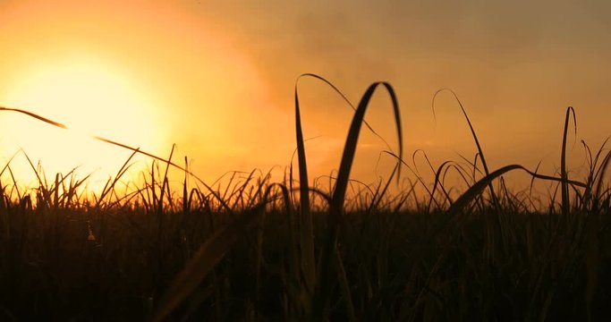 Silhouette of an agronomist concept of agricultural business sugar cane plantation