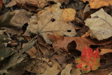Textured background of autumn leaves