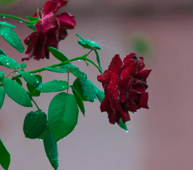 Rosa Roja Bajo la Lluvia