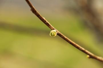 First Bud of Spring