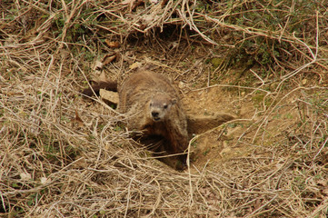 Groundhog at Opening to Hole