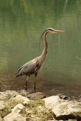Profile of a Heron