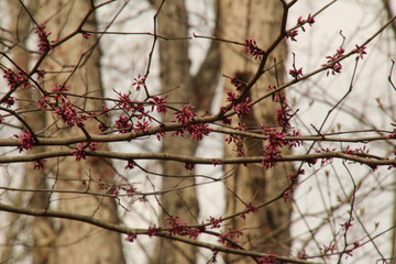 Purple Buds of Spring