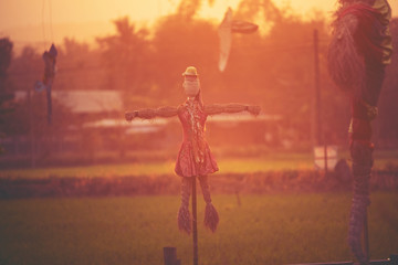 scarecrow in the paddy rice field at sunset