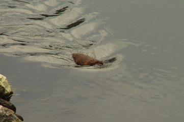 Swimming Muskrat