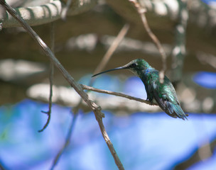 Colibri