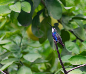 Colibri