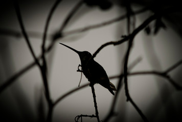 Colibri a Contra Luz © ClauZerr