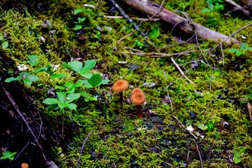 Mushrooms