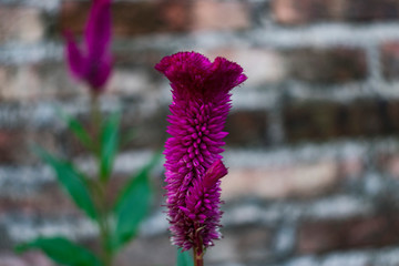 Flor Lila