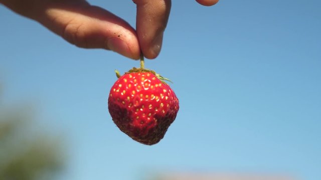 a farmer shows red strawberries with a cropped plan against a blue sky. gardener collects ripe berry. the farmer shows delicious strawberries in the summer in garden.