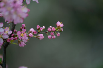 Fototapeta premium SEASON fLOWERS