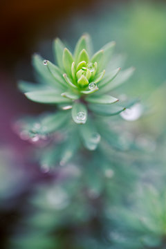 soft dewdrop succulent