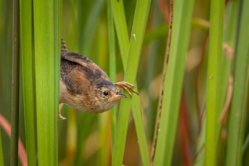 Little bird stretching legs between grass