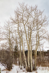 Bare Aspen trees in Snowy Rocky Mountains National Park, Colorado