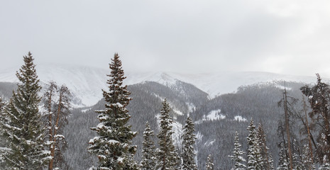 Snow covered pine trees and mountain scene in Rocky Mountain National Park