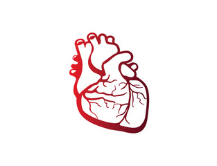 Vector graphic illustration symbol of a human heart