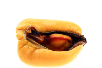 Mussels on a white background