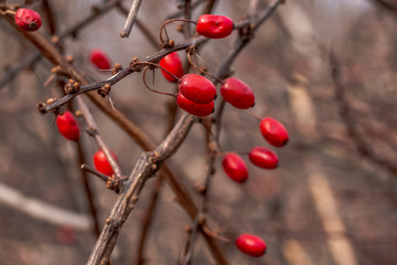 Red edible berries of the famous shrub of the European barberry on the prickly branches with thorns in the forest.