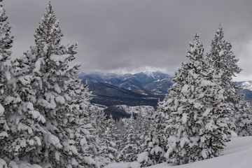 Snow covered pine trees and mountain scene in Rocky Mountain National Park