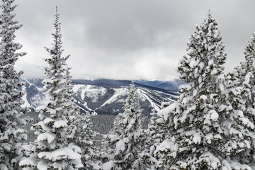 Snow covered pine trees and mountain scene in Rocky Mountain National Park