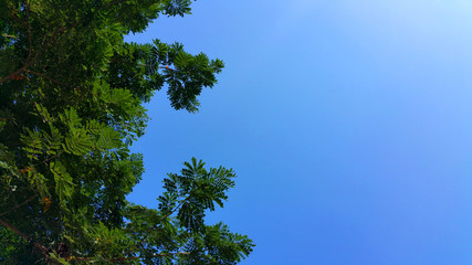Look up the leaves and branches. Blue skies and no clouds to obscure the light that shines down.