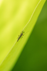 a small Chironomid staying on the edge of a leaf.