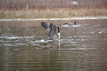 Canadian Goose Landing