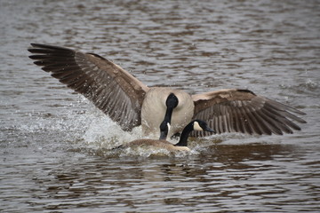 Canada Geese in Flight