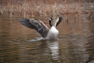 Canada Goose with Open Wings