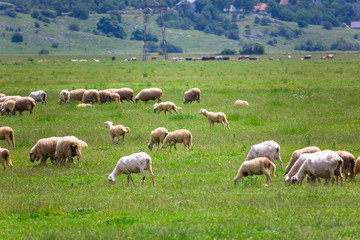 Fototapeta premium Sheeps in the field