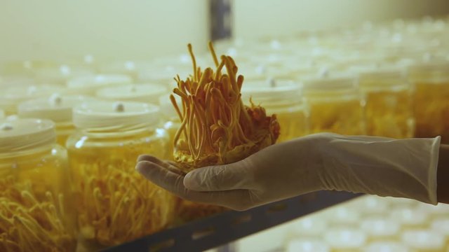 cordyceps farm in clean laboratory chinese herb health ideas concept on hand of farmer in farm
