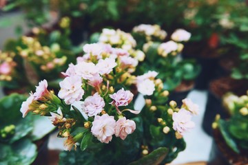 close up small flowers in garden background texture