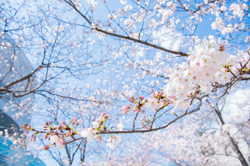 桜　2019