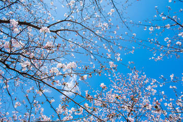 桜　2019