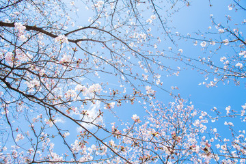 桜　2019