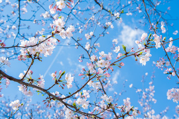 桜　2019