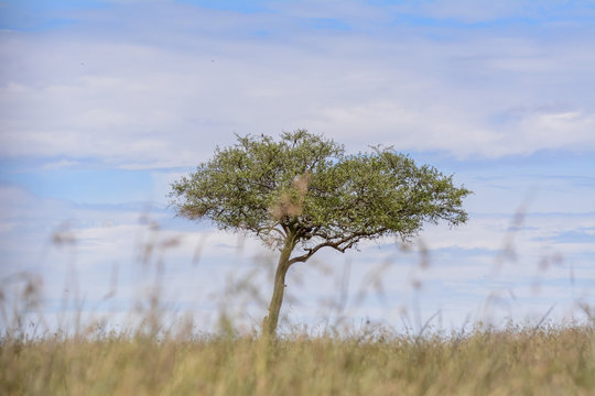 Landscape In Massai Mara National Park