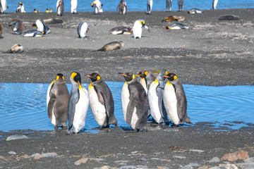 A group of king penguins talking on the beach at St Andrews Bay in South Georgia
