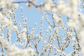 white apricot blossom on blue sky background
