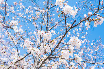 桜　高知堀川