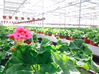 Cultivated ornamental flowers growing in a commercial plactic foil covered horticulture greenhouse