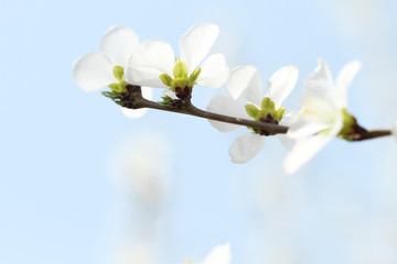 closeup for whte apricot flower  on blue white background