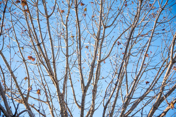 The visible branches of a hibernating tree with a few hanging leaves getting set for a new and different season.
