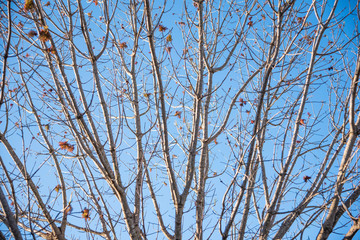 The visible branches of a hibernating tree with a few hanging leaves getting set for a new and different season.