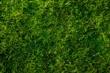 nature grass